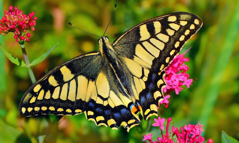 Обои макро, бабочка, macro, butterfly разрешение 2112x1188 Загрузить