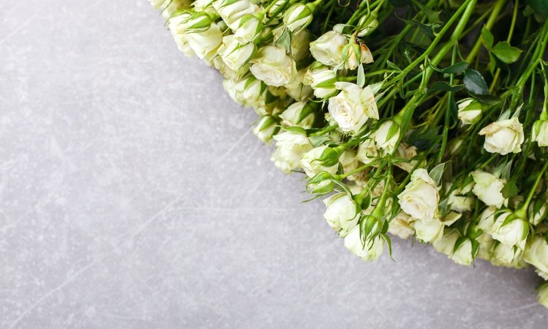 Обои цветы, бутоны, розы, белые, розочки, flowers, buds, roses, white разрешение 5616x3655 Загрузить