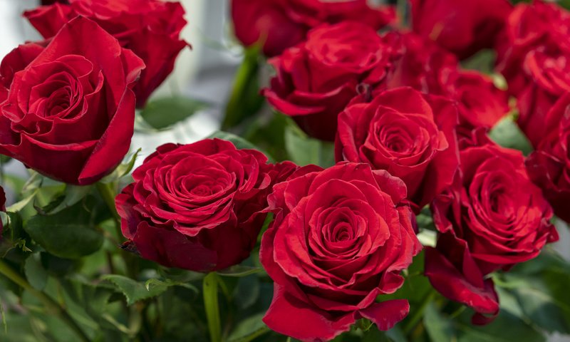 Обои цветы, розы, лепестки, красные, букет, flowers, roses, petals, red, bouquet разрешение 6273x4184 Загрузить