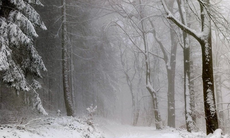 Обои деревья, снег, лес, зима, туман, чёрно-белое, trees, snow, forest, winter, fog, black and white разрешение 3840x2160 Загрузить