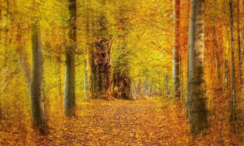 Обои деревья, лес, листья, парк, осень, желтые, аллея, trees, forest, leaves, park, autumn, yellow, alley разрешение 2048x1365 Загрузить
