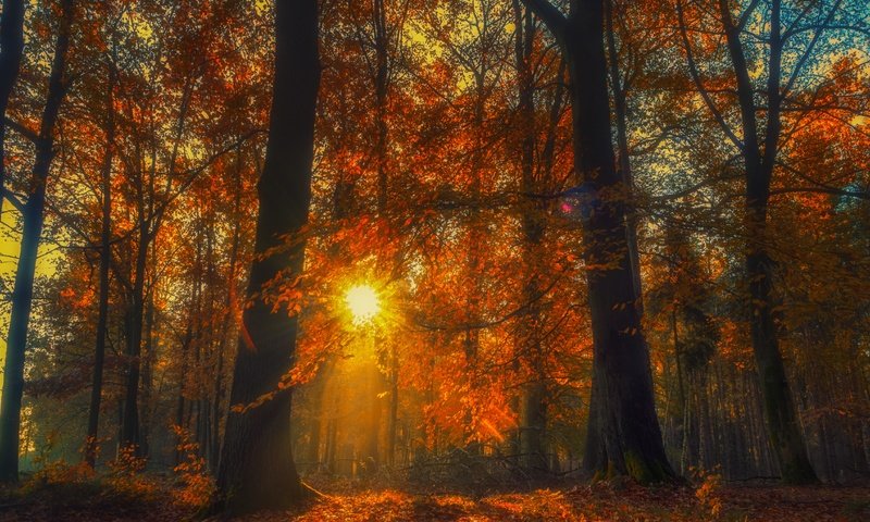 Обои деревья, лес, осень, опавшая листва, trees, forest, autumn, fallen leaves разрешение 4608x3456 Загрузить