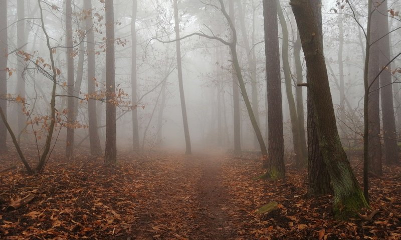 Обои деревья, природа, лес, листья, туман, осень, тропинка, trees, nature, forest, leaves, fog, autumn, path разрешение 4618x3464 Загрузить
