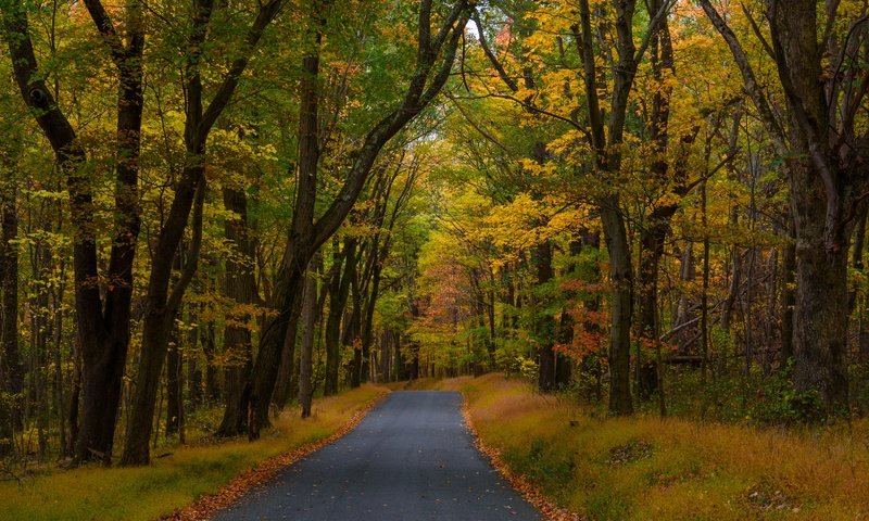 Обои дорога, деревья, лес, осень, пенсильвания, опавшие листья, road, trees, forest, autumn, pa, fallen leaves разрешение 3300x2203 Загрузить