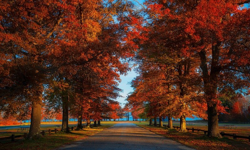 Обои дорога, парк, листва, осень, аллея, road, park, foliage, autumn, alley разрешение 3840x2160 Загрузить