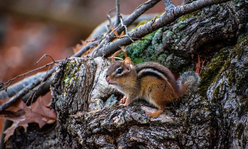 Обои коряга, пень, бурундук, грызун, snag, stump, chipmunk, rodent разрешение 2880x1920 Загрузить