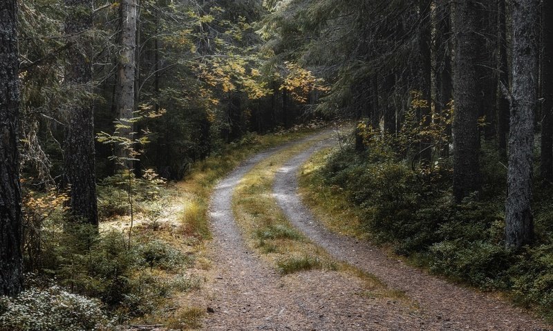 Обои лес, осень, forest, autumn разрешение 2048x1300 Загрузить