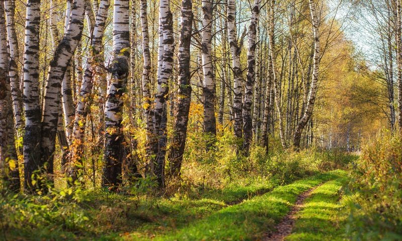 Обои лес, стволы, березы, листва, осень, роща, березовая роща, forest, trunks, birch, foliage, autumn, grove, birch grove разрешение 3840x2160 Загрузить