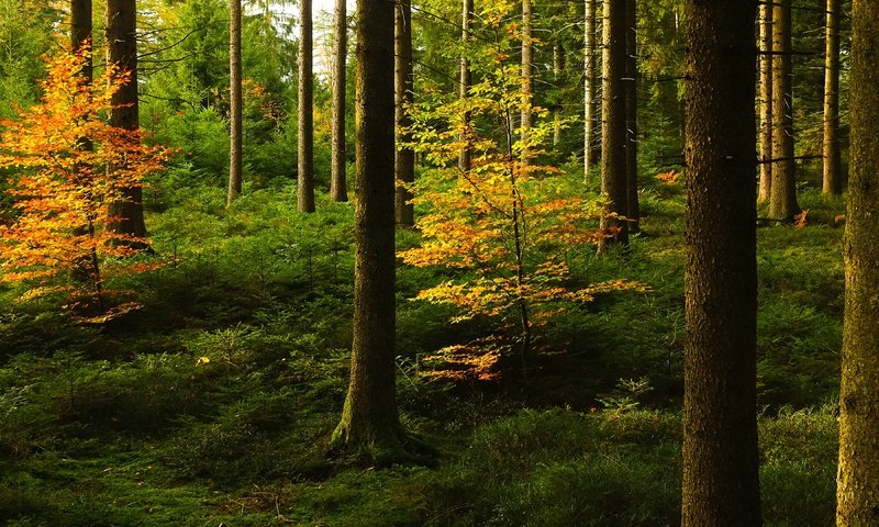 Обои лес, стволы, осень, forest, trunks, autumn разрешение 3840x2160 Загрузить