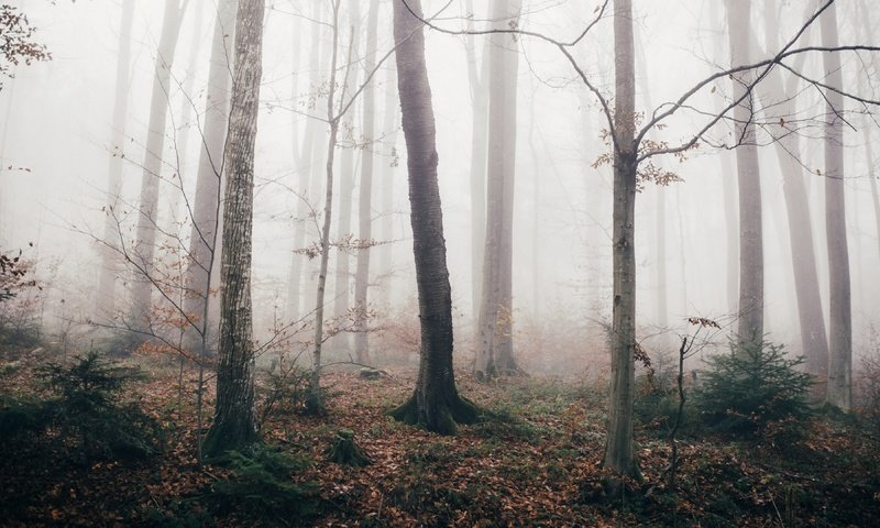 Обои лес, туман, осень, forest, fog, autumn разрешение 3840x2160 Загрузить