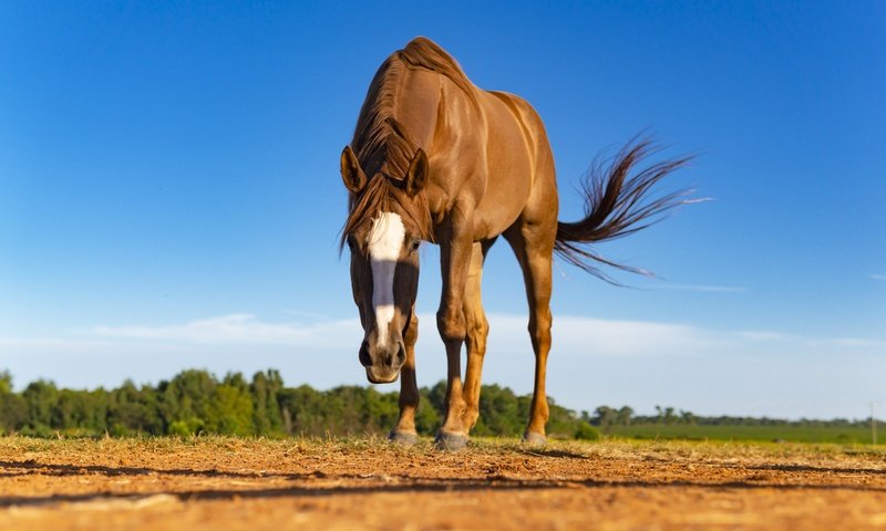 Обои небо, синева, лошадь, поза, поле, горизонт, взгляд, пастбище, конь, коричневая, brown, the sky, blue, horse, pose, field, horizon, look, pasture разрешение 5959x3692 Загрузить