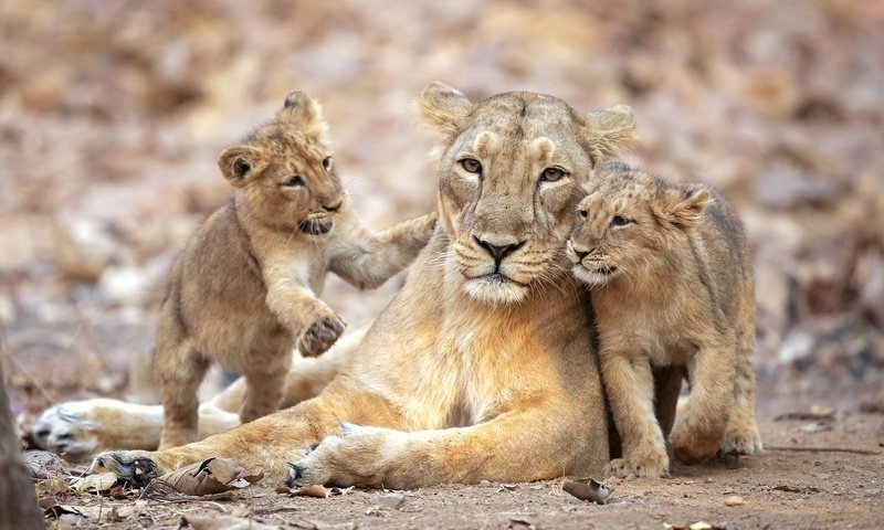 Обои львята, львица, прайд, the cubs, lioness, pride разрешение 2500x1667 Загрузить