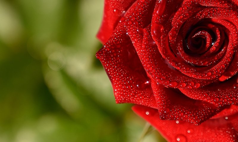 Обои макро, капли, роза, красная, macro, drops, rose, red разрешение 2560x1705 Загрузить