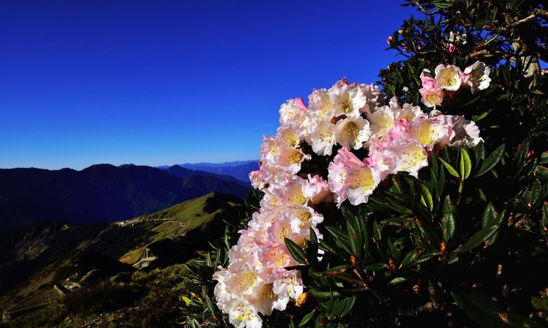 Обои небо, цветы, горы, холмы, куст, синева, азалия, рододендроны, the sky, flowers, mountains, hills, bush, blue, azalea, rhododendrons разрешение 2048x1367 Загрузить