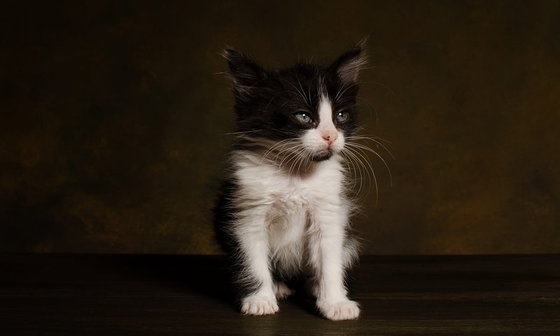 Обои поза, мордочка, кошка, взгляд, котенок, темный фон, чёрно-белый, фотостудия, pose, muzzle, cat, look, kitty, the dark background, black and white, studio разрешение 2000x1325 Загрузить