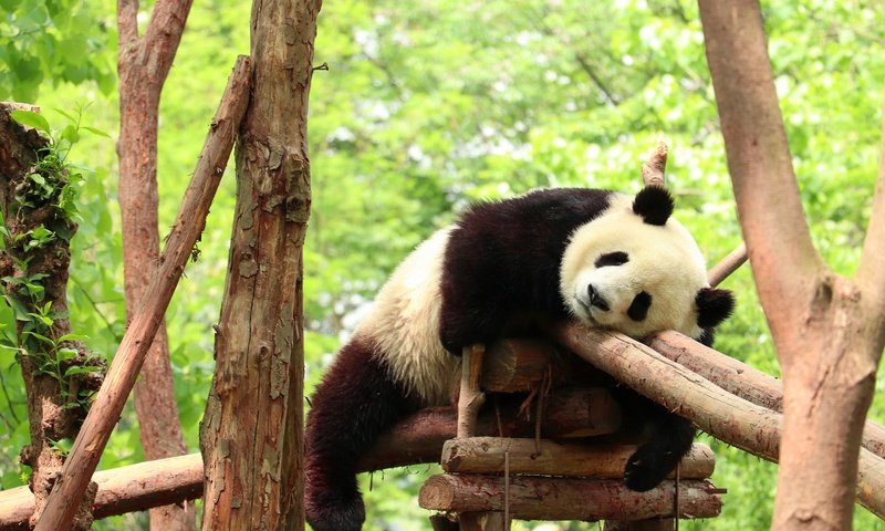 Обои поза, зоопарк, панда, медведь, сон, спит, мишка, отдых, бревна, конструкция, design, pose, zoo, panda, bear, sleep, sleeping, stay, logs разрешение 2880x1920 Загрузить