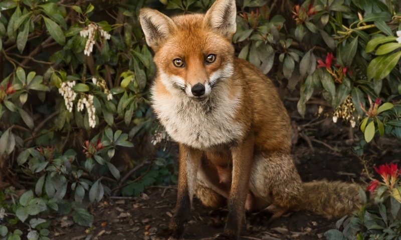 Обои природа, листья, ветки, лиса, лисица, животное, nature, leaves, branches, fox, animal разрешение 2000x1320 Загрузить