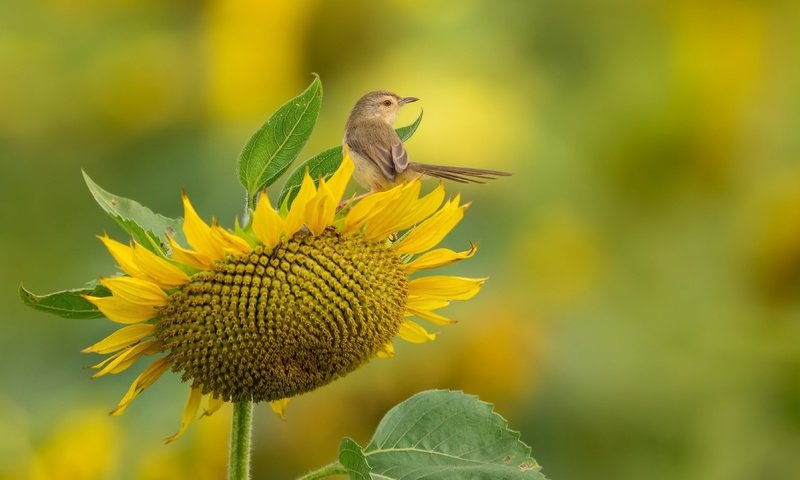 Обои природа, подсолнух, птица, nature, sunflower, bird разрешение 3840x2160 Загрузить