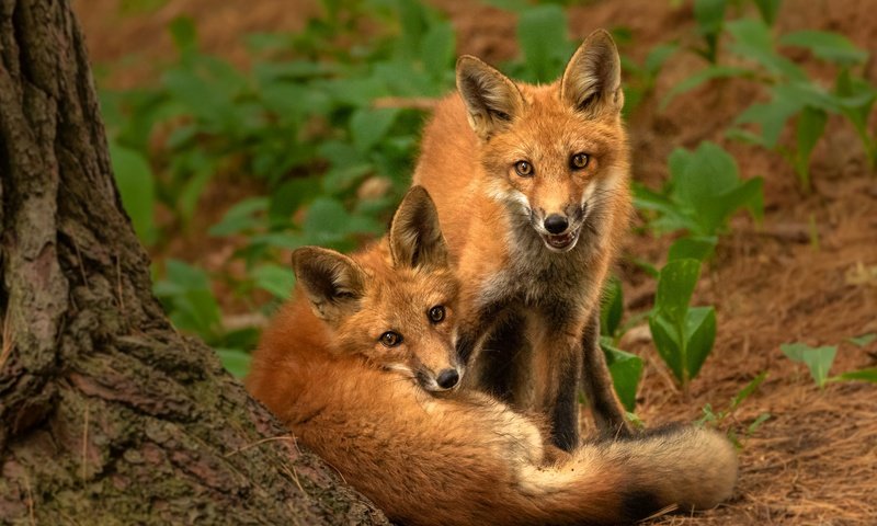 Обои природа, поза, взгляд, парочка, рыжие, лисята, лисы, nature, pose, look, a couple, red, cubs, fox разрешение 2880x2304 Загрузить