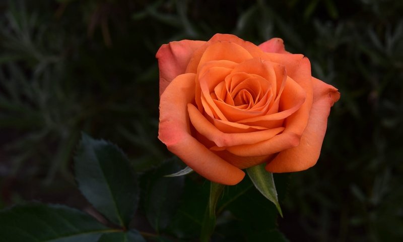 Обои роза, rose разрешение 2000x1125 Загрузить