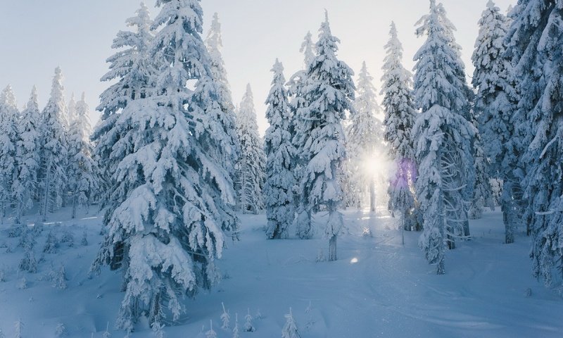 Обои снег, лес, зима, snow, forest, winter разрешение 3840x2160 Загрузить