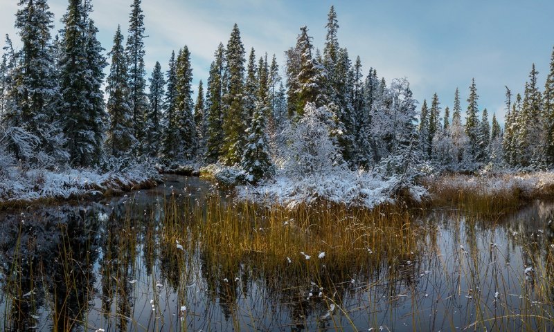 Обои снег, природа, лес, осень, snow, nature, forest, autumn разрешение 3840x2160 Загрузить