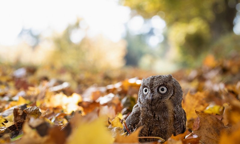 Обои сова, листва, взгляд, осень, птица, боке, сыч, осенние листья, owl, foliage, look, autumn, bird, bokeh, autumn leaves разрешение 2000x1440 Загрузить