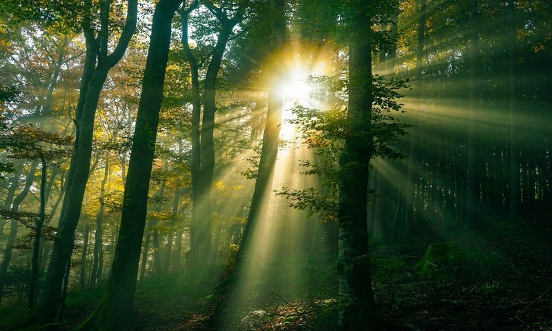 Обои свет, солнце, лес, лучи, light, the sun, forest, rays разрешение 3840x2160 Загрузить