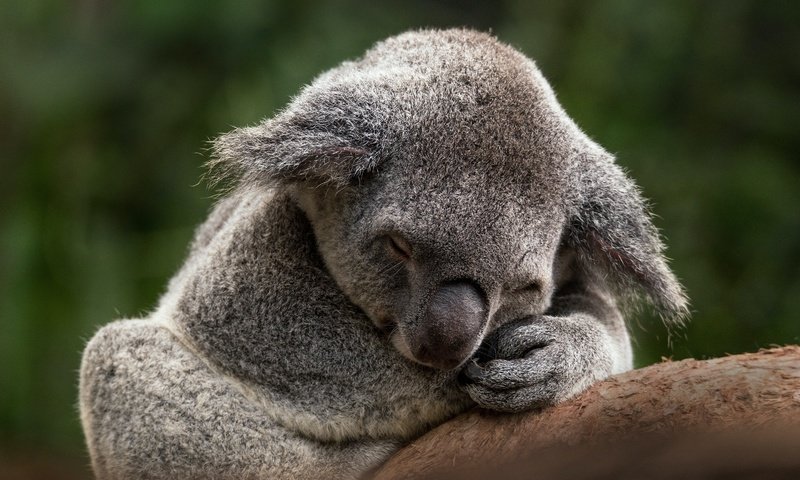 Обои коала, ветка, закрытые глаза, поза, лапы, сон, спит, отдых, мордашка, зеленый фон, koala, branch, closed eyes, pose, paws, sleep, sleeping, stay, face, green background разрешение 4822x3214 Загрузить