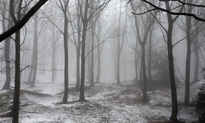 Обои деревья, снег, природа, лес, зима, туман, trees, snow, nature, forest, winter, fog разрешение 6720x4480 Загрузить