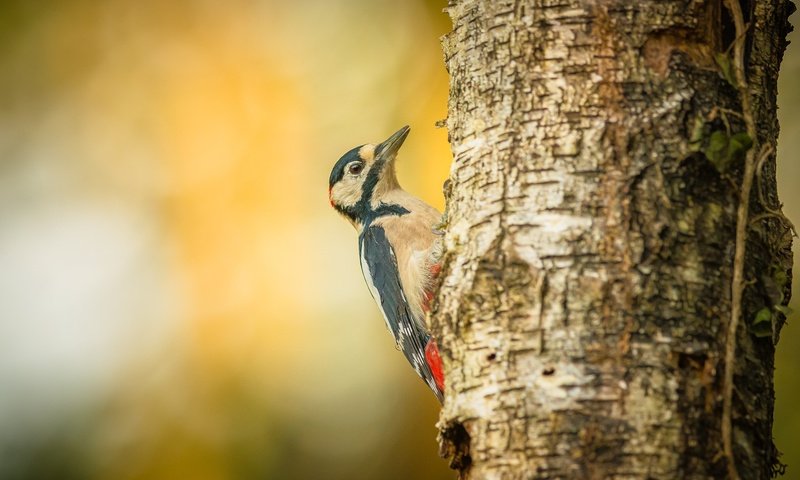 Обои дерево, птица, дятел, tree, bird, woodpecker разрешение 1920x1280 Загрузить