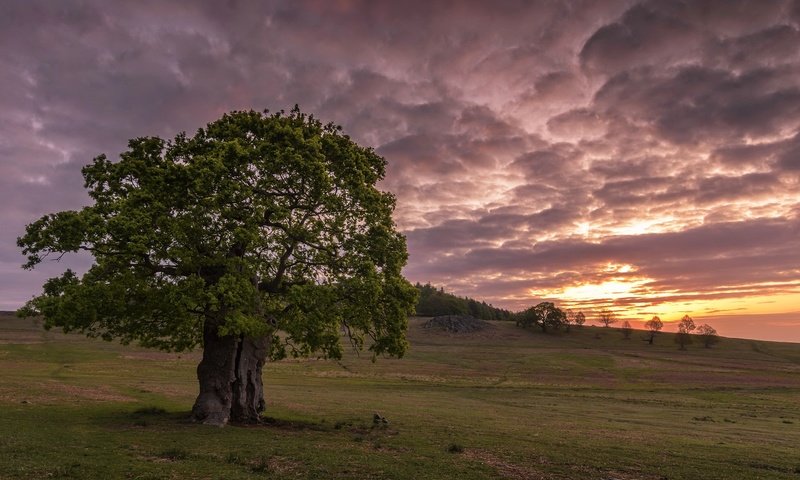 Обои дерево, закат, tree, sunset разрешение 2047x1365 Загрузить