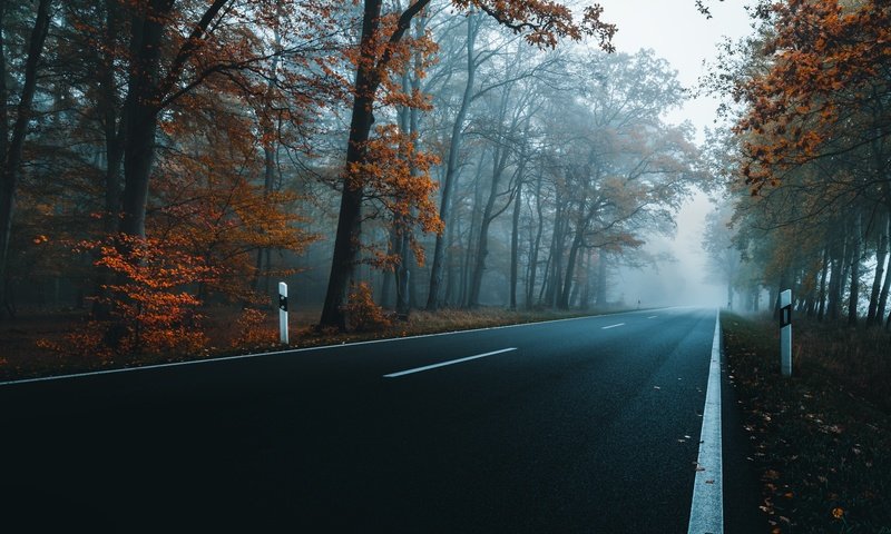 Обои дорога, деревья, осень, шоссе, road, trees, autumn, highway разрешение 6000x3809 Загрузить