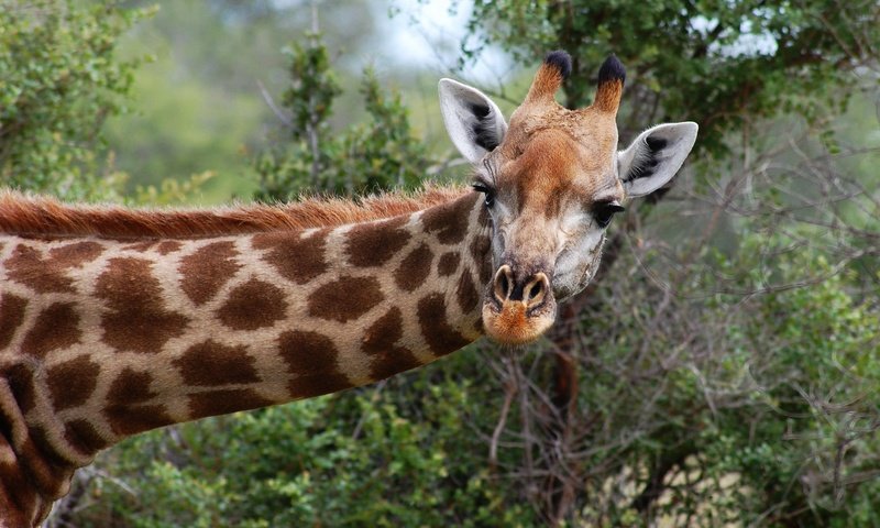 Обои морда, природа, взгляд, жираф, face, nature, look, giraffe разрешение 2620x1905 Загрузить