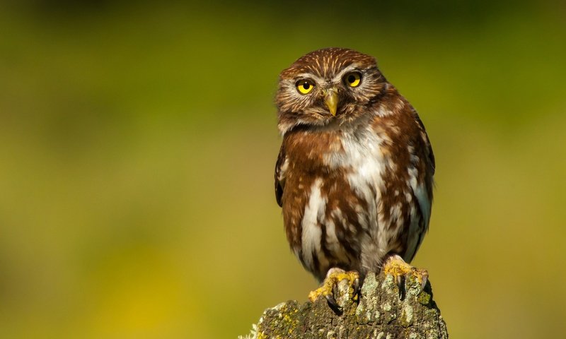 Обои сова, взгляд, птица, зеленый фон, пень, сыч, owl, look, bird, green background, stump разрешение 2880x1928 Загрузить