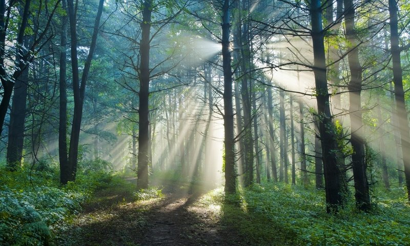 Обои свет, деревья, природа, лес, лучи, утро, лето, тропинка, light, trees, nature, forest, rays, morning, summer, path разрешение 2560x1600 Загрузить