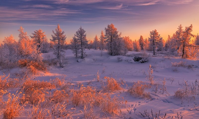 Обои свет, пейзаж, облака, красота, вечер, ели, снег, освещение, природа, в снегу, лес, снежный, зимний, растительность, закат, зима, light, landscape, clouds, beauty, the evening, ate, snow, lighting, nature, in the snow, forest, vegetation, sunset, winter разрешение 2000x1333 Загрузить