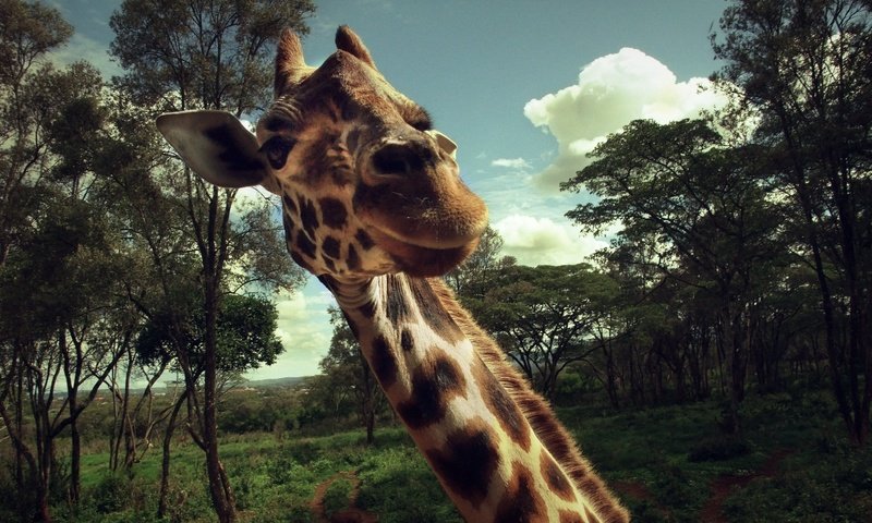 Обои жираф, giraffe разрешение 1920x1166 Загрузить