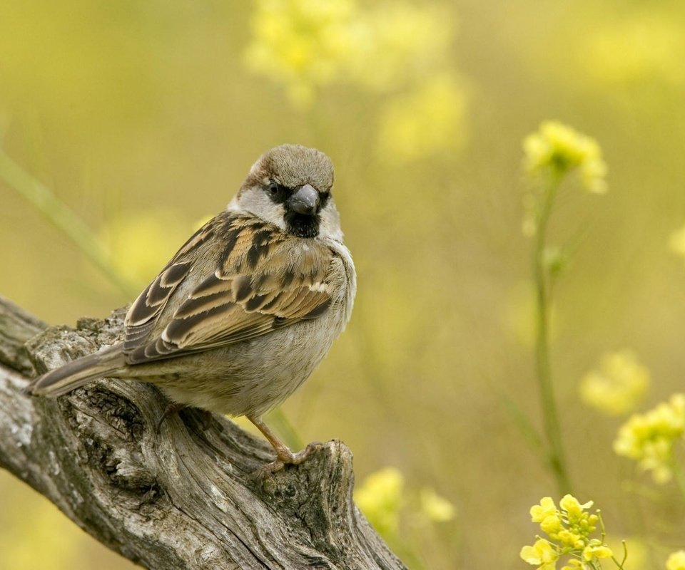 Обои цветы, ветка, воробей, flowers, branch, sparrow разрешение 1920x1200 Загрузить