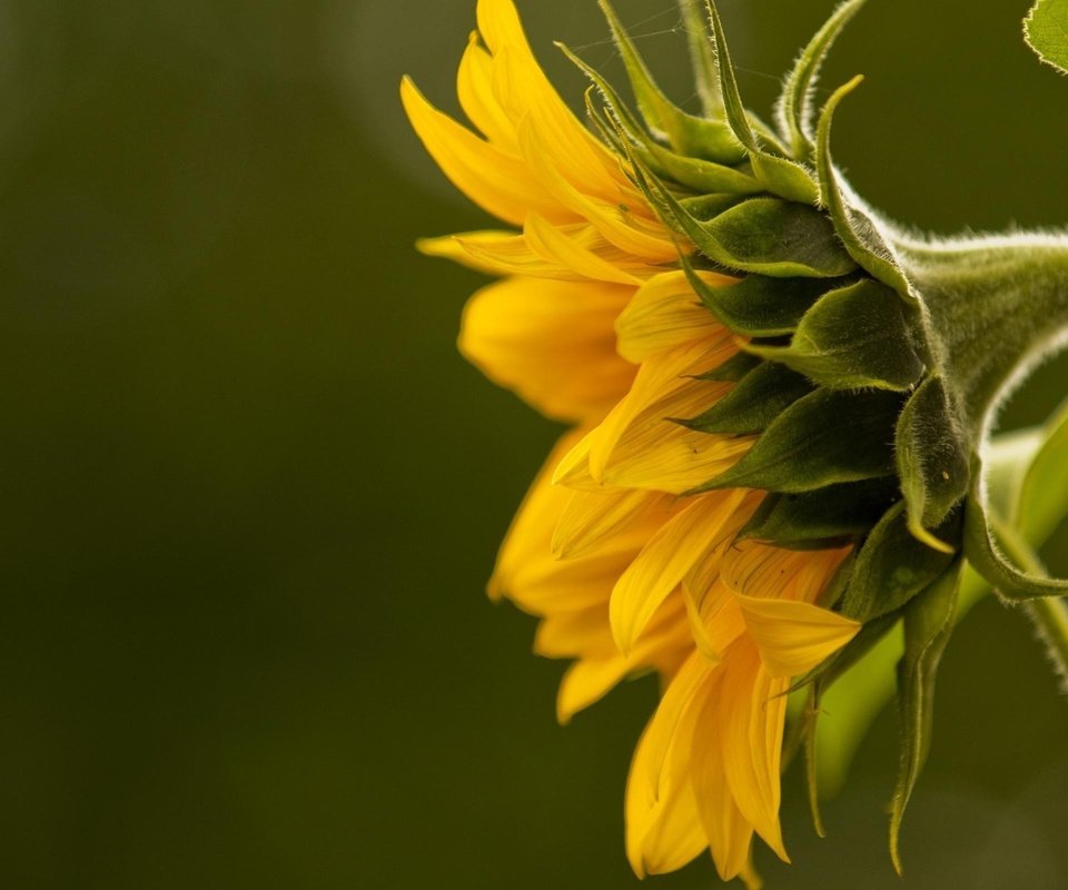 Обои желтый, макро, подсолнух, подсолнух., yellow, macro, sunflower, sunflower. разрешение 2560x1600 Загрузить