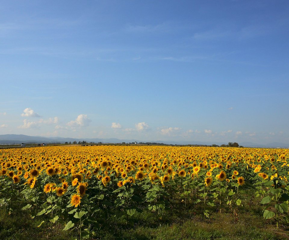 Обои желтый, поле, подсолнухи, yellow, field, sunflowers разрешение 2560x1600 Загрузить