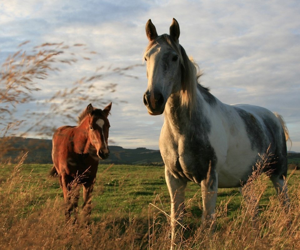 Обои природа, поле, лошади, кони, порода, окрас, nature, field, horse, horses, breed, color разрешение 2560x1579 Загрузить