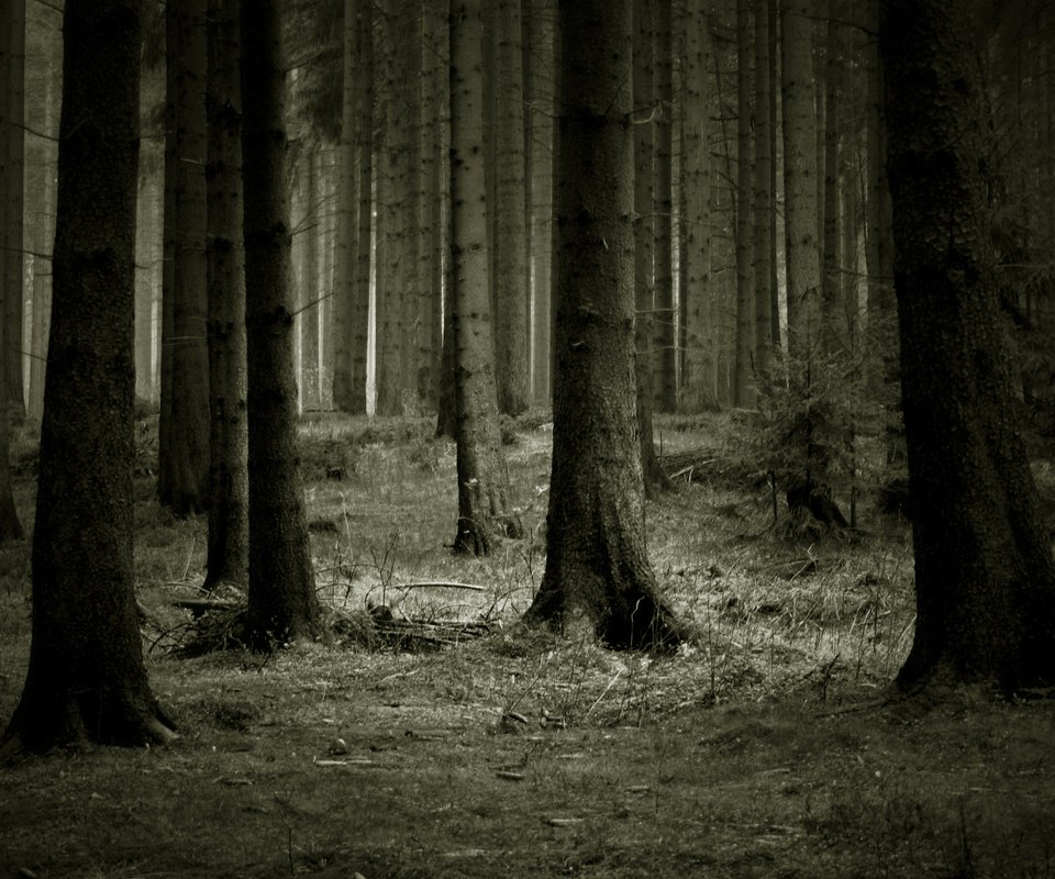Обои деревья, лес, темный фон, trees, forest, the dark background разрешение 3072x2048 Загрузить