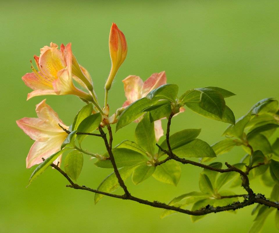 Обои ветка, листья, зелёный, цветок, ветки, размытость, branch, leaves, green, flower, branches, blur разрешение 1920x1200 Загрузить