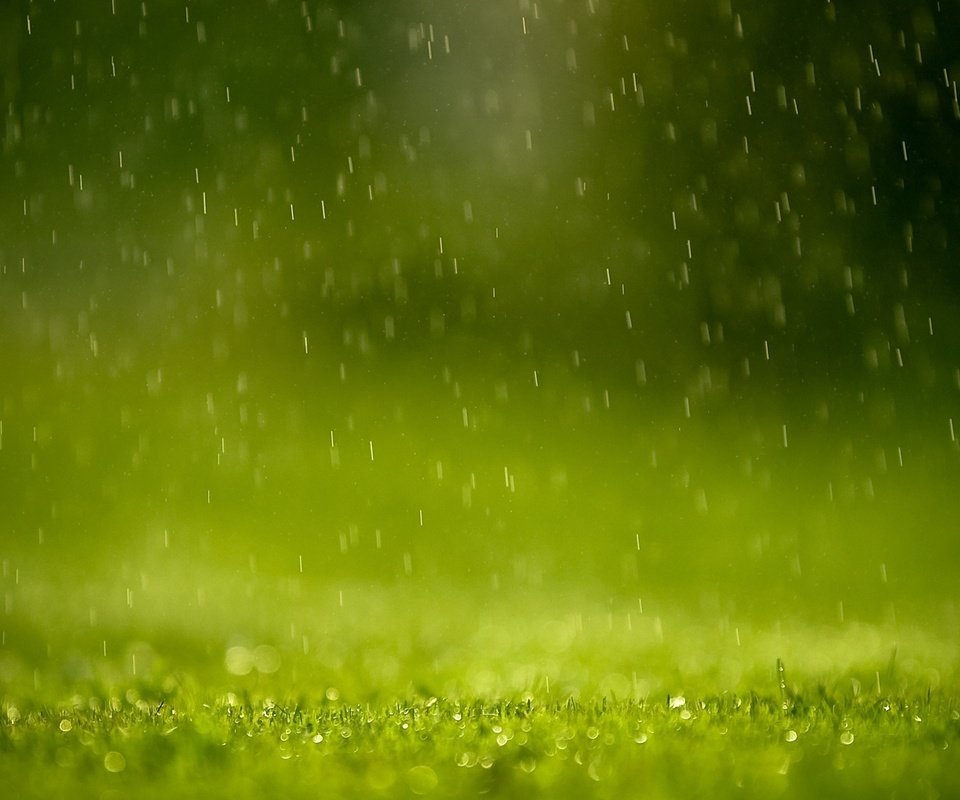 Обои трава, зелень, капли, брызги, дождь, grass, greens, drops, squirt, rain разрешение 1920x1200 Загрузить