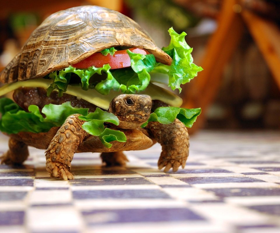 Обои животные, черепаха, бутерброд, юмор, овощи, animals, turtle, sandwich, humor, vegetables разрешение 3008x2000 Загрузить