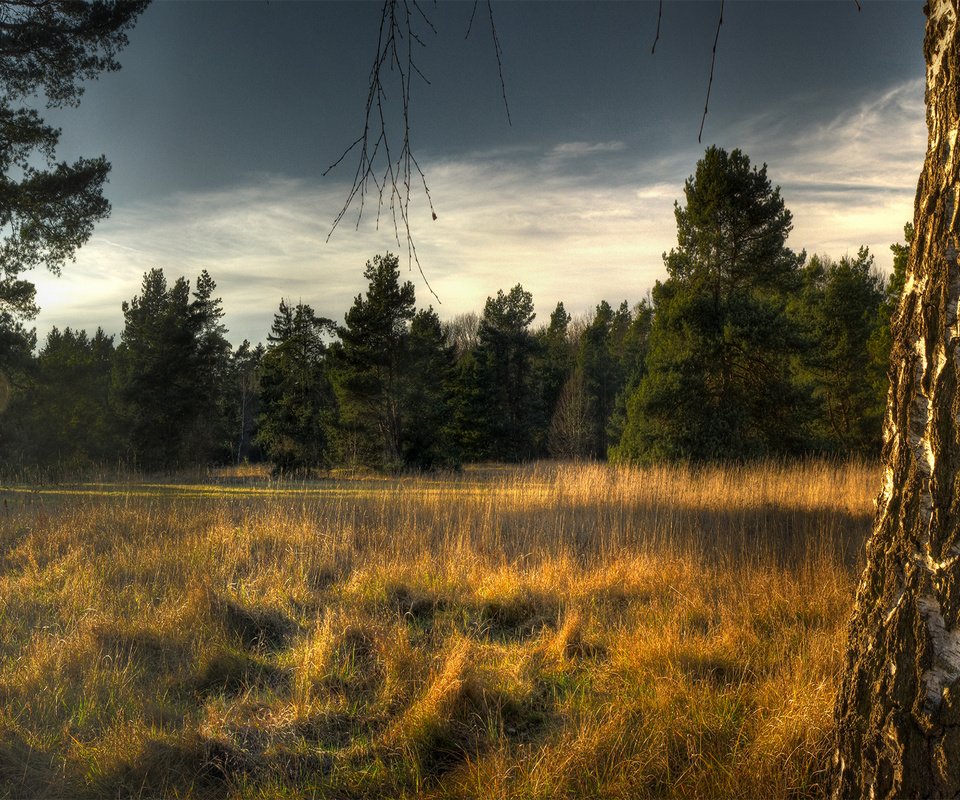 Обои небо, трава, деревья, лес, ели, береза, сухая, the sky, grass, trees, forest, ate, birch, dry разрешение 1920x1200 Загрузить