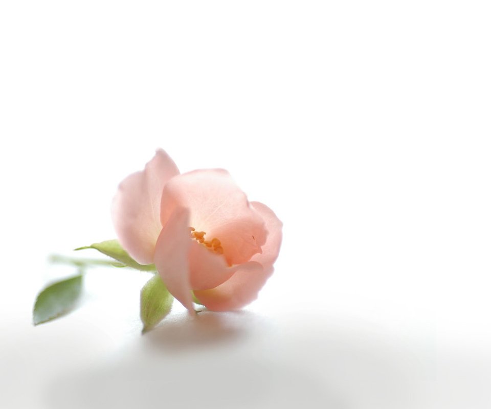 Обои цветок, лепестки, бутон, шиповник, розовый, белый фон, нежность, flower, petals, bud, briar, pink, white background, tenderness разрешение 1920x1200 Загрузить