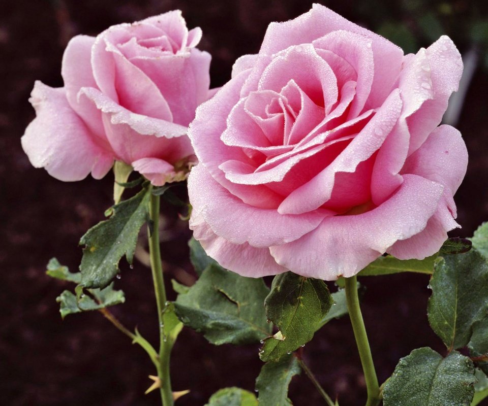 Обои роза, розовый, rose, pink разрешение 2560x1600 Загрузить