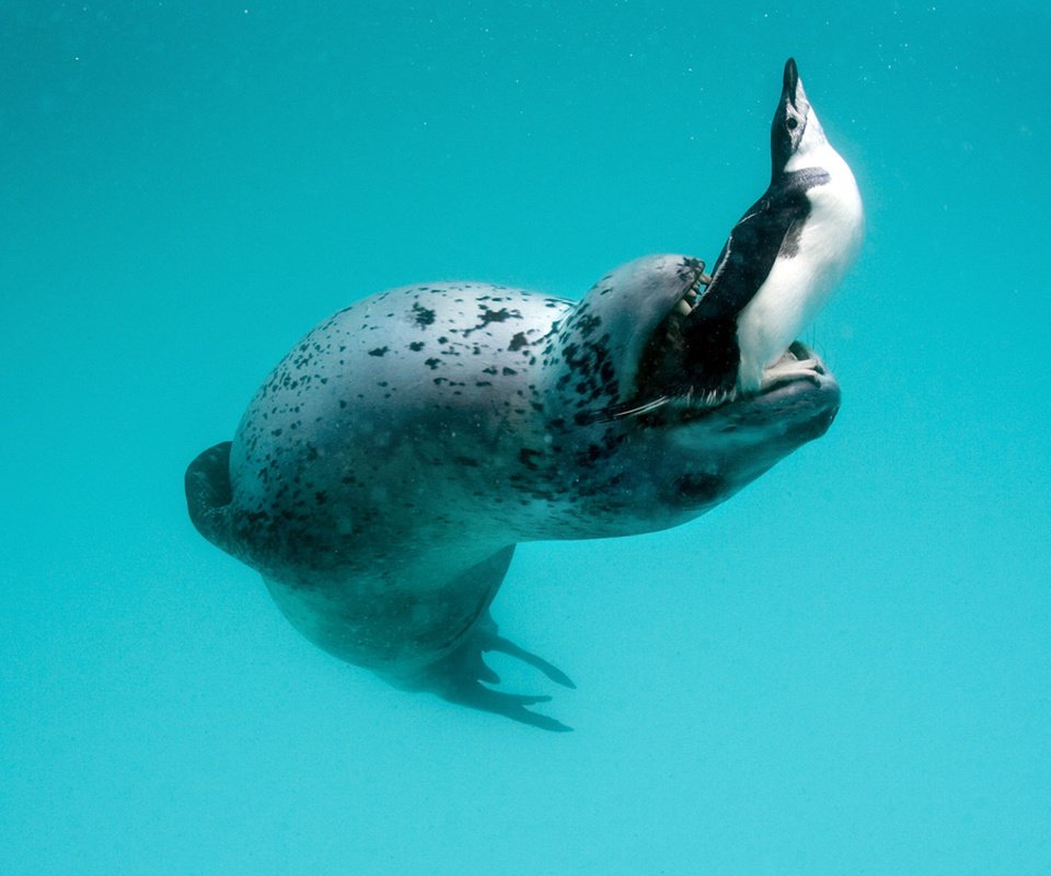 Обои пингвин, морской леопард, leopard seal, hydrurga leptonyx, antarctic peninsula, penguin, sea leopard разрешение 1920x1200 Загрузить